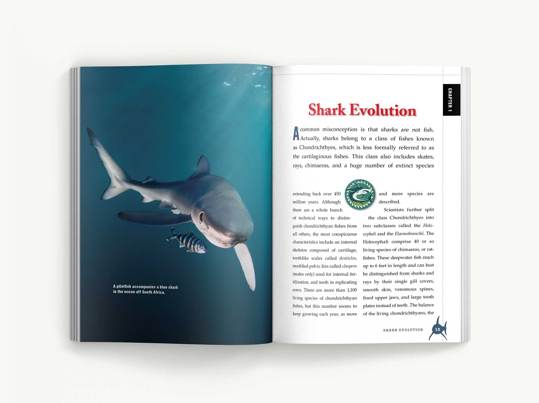 Shark Chapter 1 Explained: A Beginners Guide