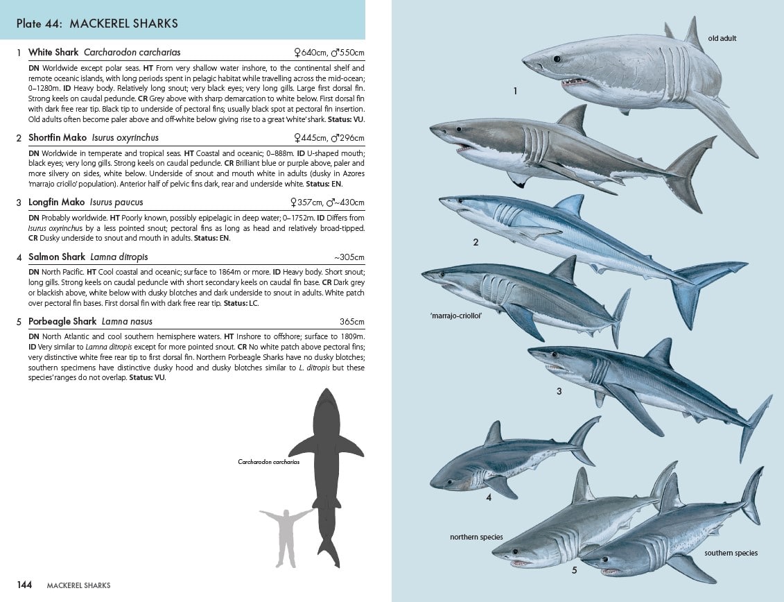 Shark Chapter 1 Explained: A Beginners Guide