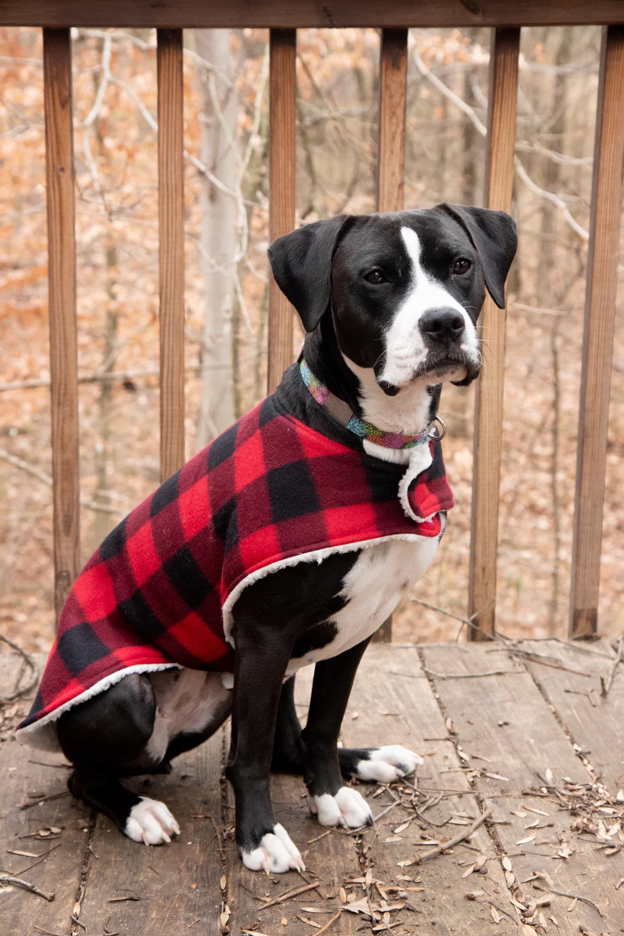 DIY Mutt Mantle: How to Make a Cozy Coat for Your Dog.