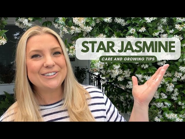 Paolini Jasmine Care Tips: How to Grow It Like a Pro