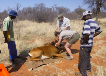 What is WWF Sable? Learn all about this amazing animal!