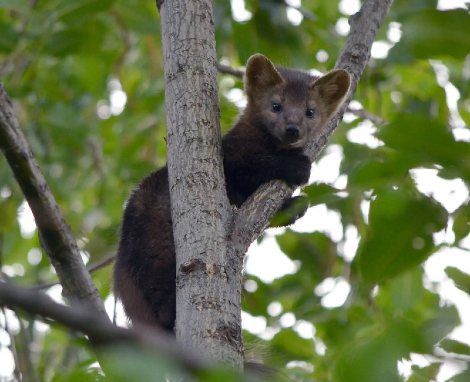 What is WWF Sable? Learn all about this amazing animal!