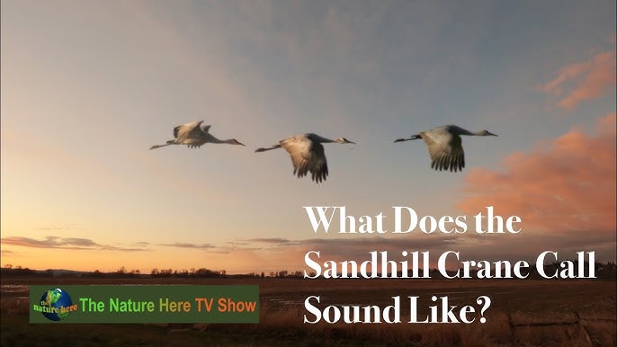 What Does a Cranes Echoing Call Sound Like? Listen Here!