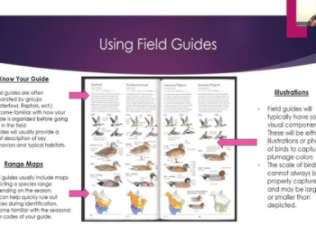 l bird Basics: What You Need to Know (Simple Guide)