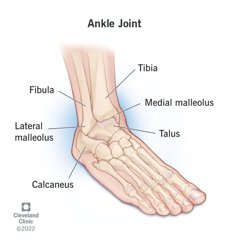 Ankle Bone NYT: Simple Guide to Understanding Your Ankle